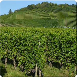 Kappelberg Fellbach, Weinreben