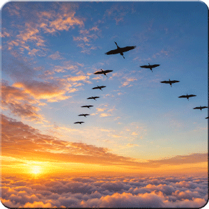 Zugvögel in V-Formation vor einem Sonnenuntergang